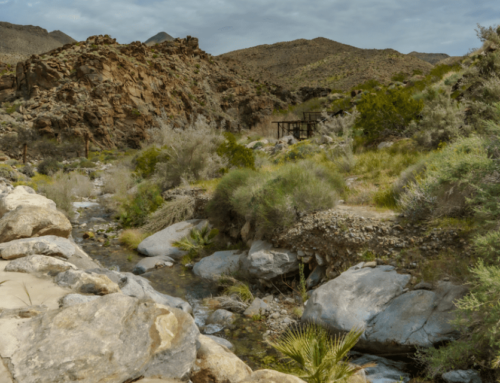 100s Attend The Agua Caliente Band of Cahuilla Indians’ Richard M. Milanovich Legacy Hike