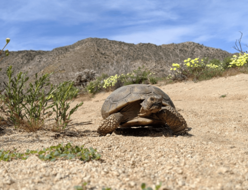 The Wizardly Mojave Desert Tortoise Uplisted to ENDANGERED